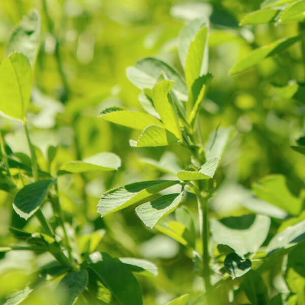 Organic Winter-Hardy Brand Alfalfa Seeds