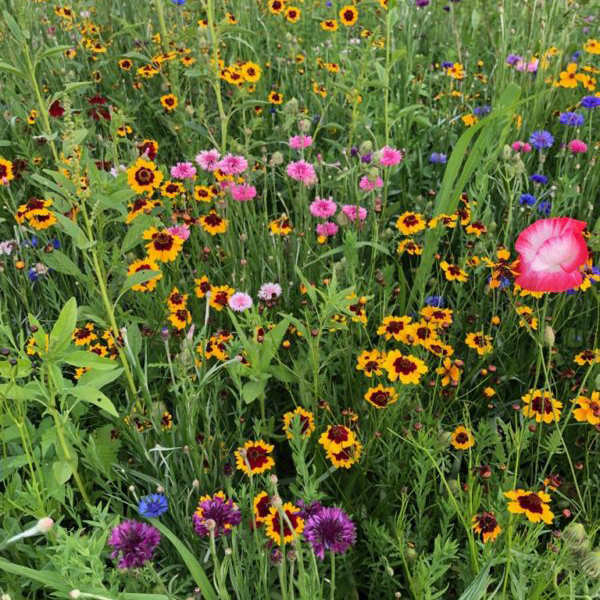 Blue Wildflower Seed Mix