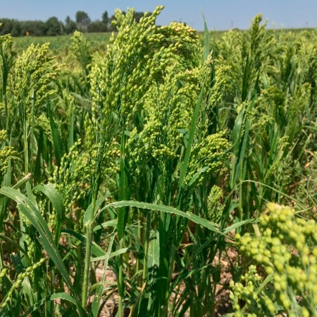 white millet seed planting