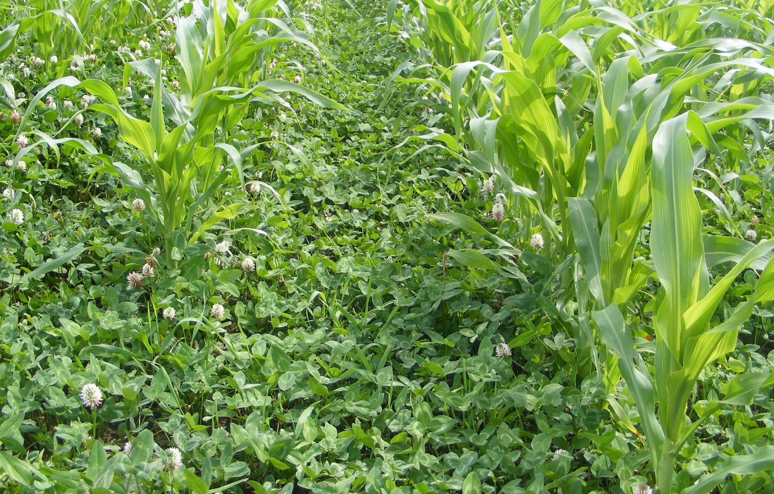 interseeding-cover-crops-in-corn-albert-lea-seed