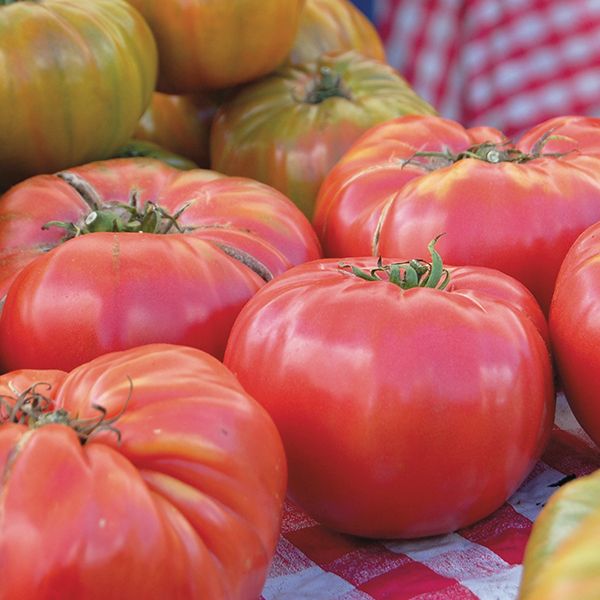Organic Brandywine Red Tomato - Albert Lea Seed