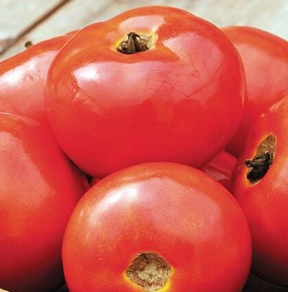 Organic Brandywine Pink Tomato - Albert Lea Seed
