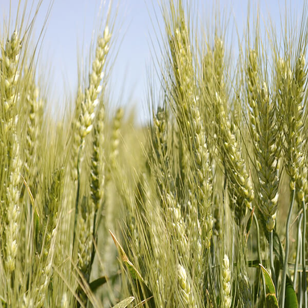 Hard Red Spring Wheat image