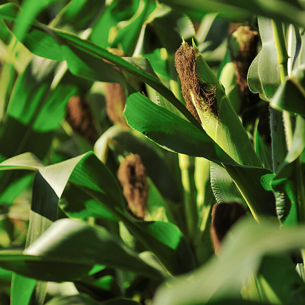 Conventional Non-GMO Corn image