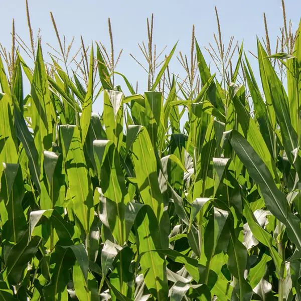 Corn image