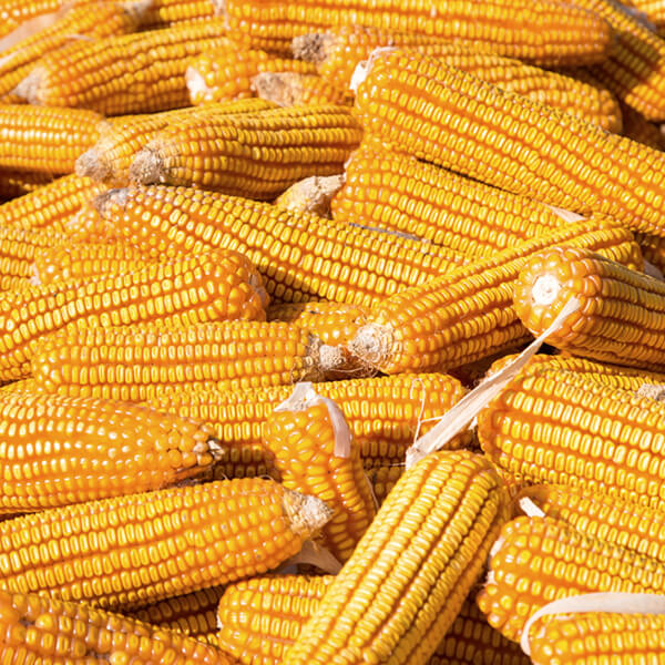 Organic Corn image