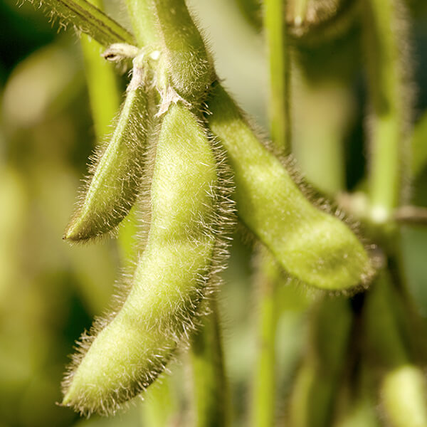 Conventional Non-GMO Soybean image