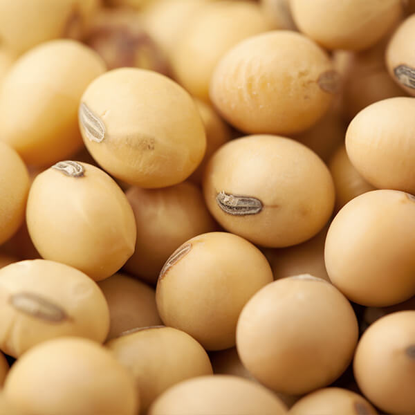 Organic Soybeans image