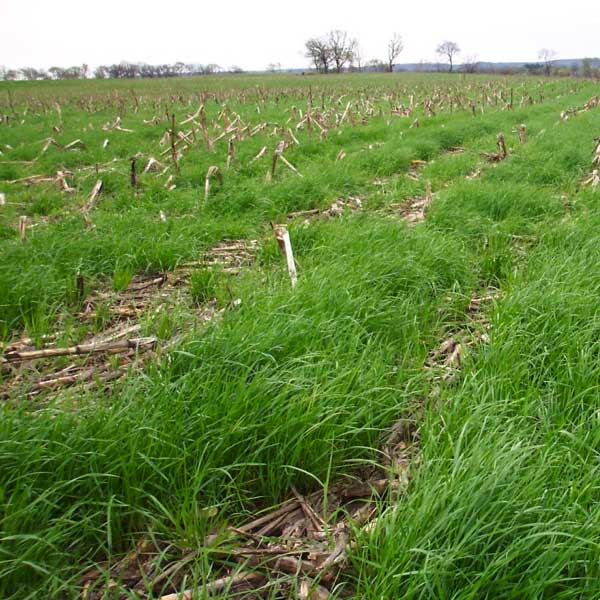 Grass Cover Crops