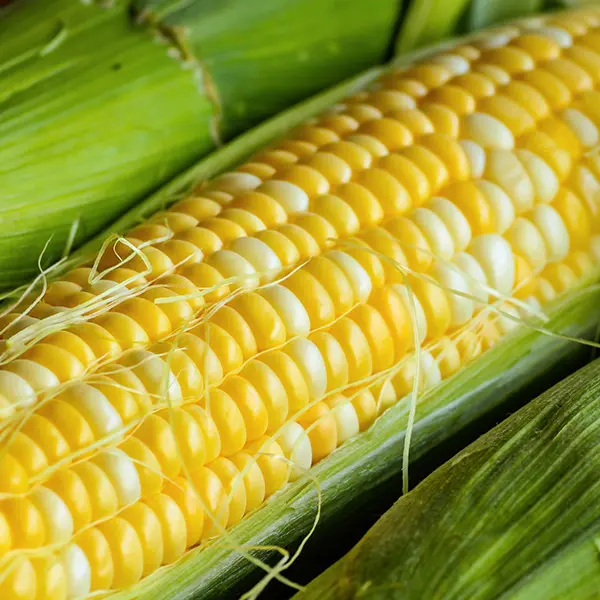 picture of corn