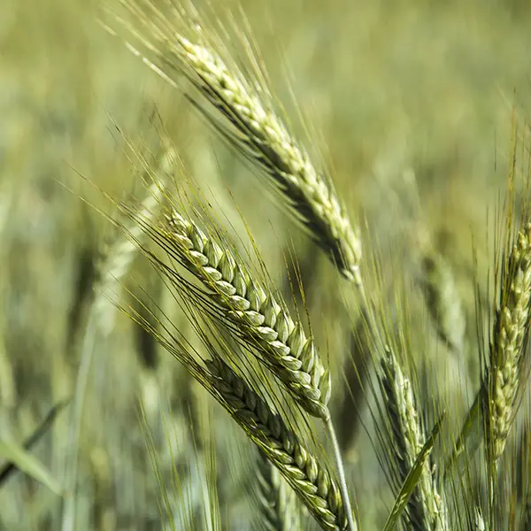 Wheat x Rye Hybrid Food Forage Grains Seeds Spring Triticale Seed 1oz - 8oz 