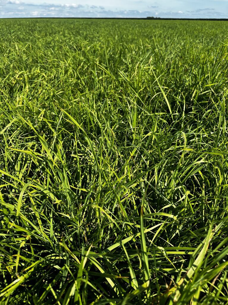 Bonus Teff Grass Seed for Sale | Annual Forage | Albert Lea Seed