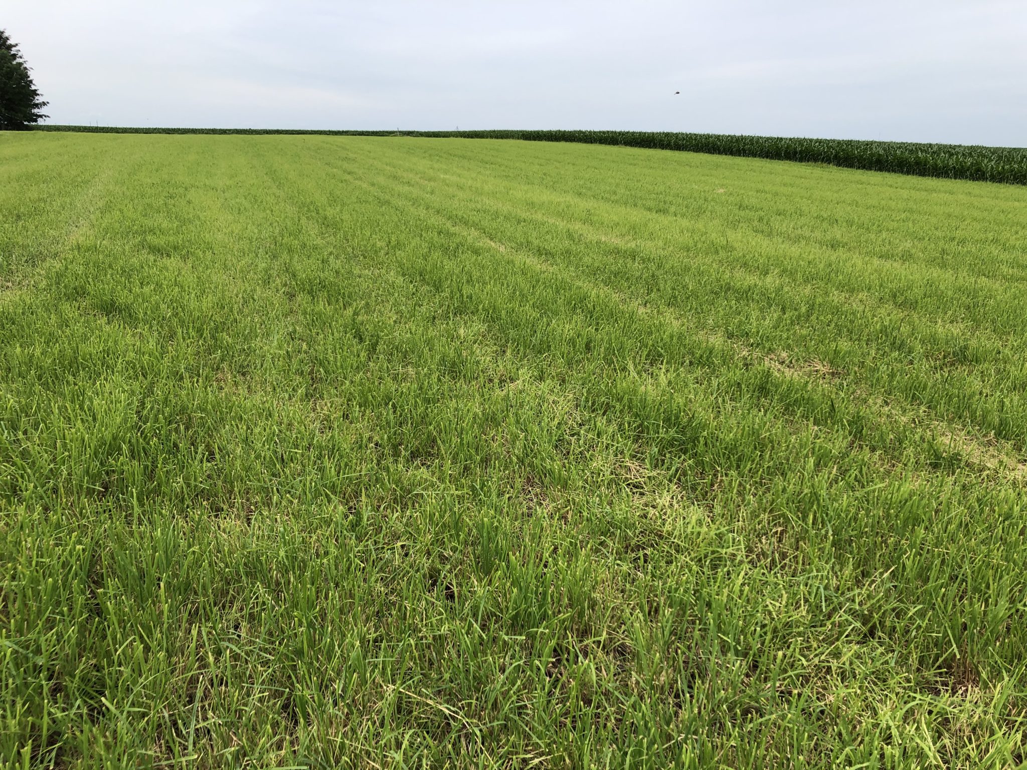 Grass Alfalfa Mix Hay for Sale | Albert Lea Seed