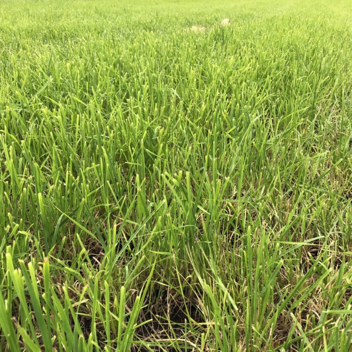 Premium Grass Hay Alfalfa Mix for Sale | Albert Lea Seed