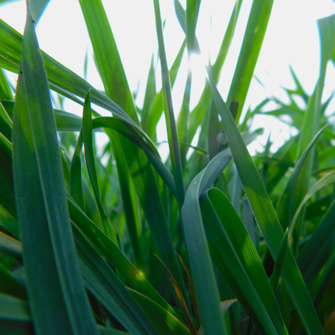 Hazlet Fall Rye Winter Rye Seed | Albert Lea Seed