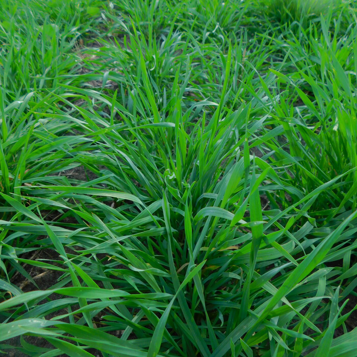 Hazlet Fall Rye Winter Rye Seed | Albert Lea Seed