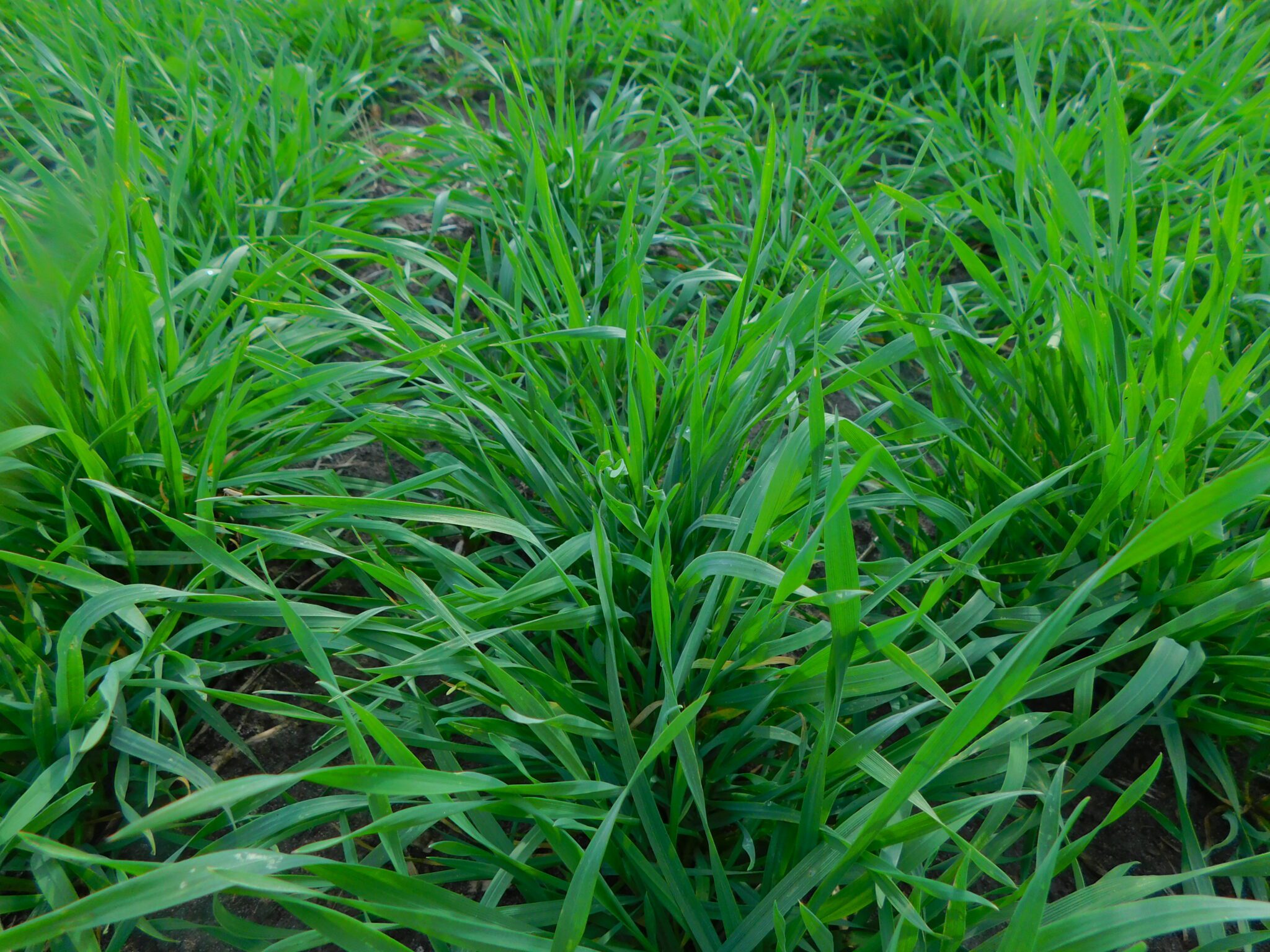 Winter Rye Seed | Albert Lea Seed