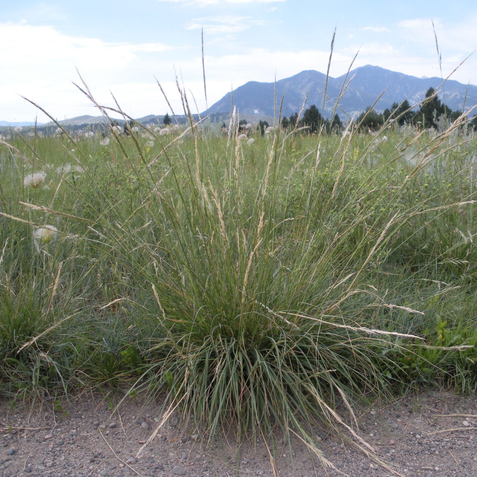 Green Needlegrass (Nassella Viridula) | Albert Lea Seed