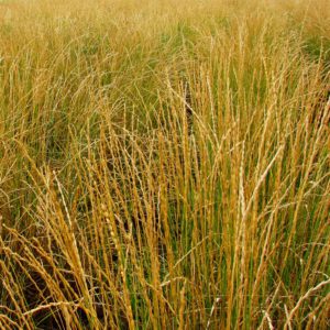 Perennial Intermediate Wheatgrass Seeds | Albert Lea Seed