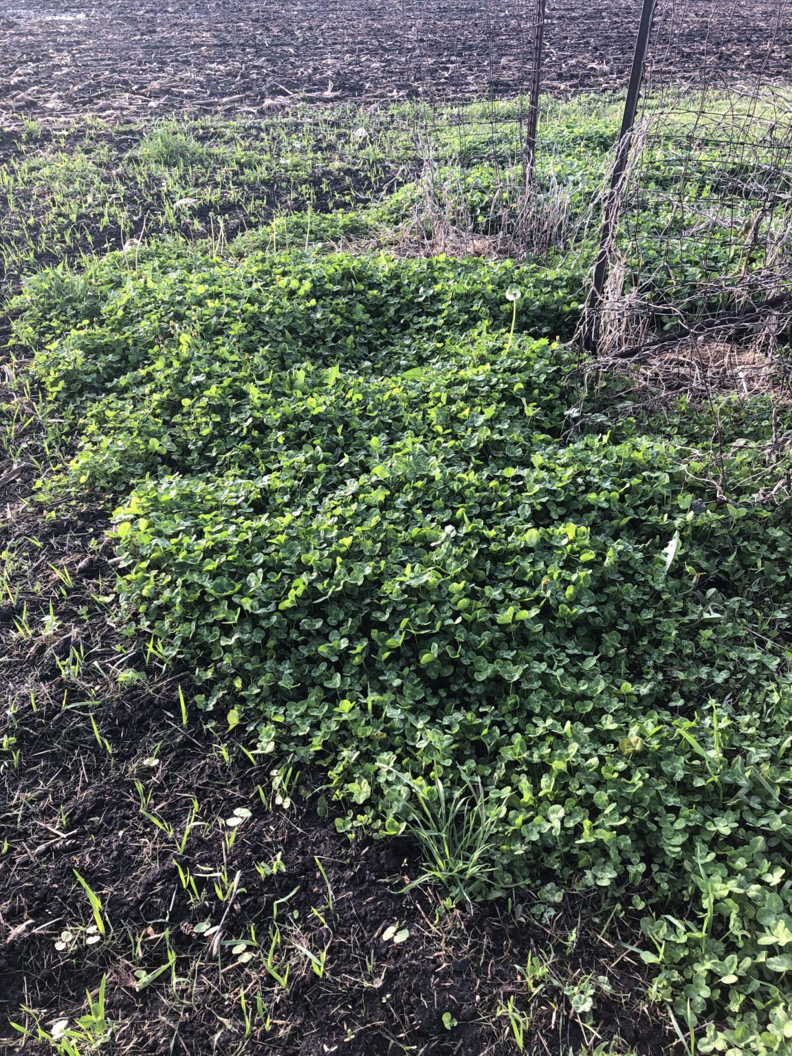 Buy Microclover Lawn Seed Mix for Sale Albert Lea Seed