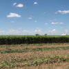 BMR Forage Sorghum Seed for Sale