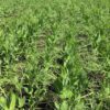 Austrian Winter/Field Peas Food Plot Seed for Sale