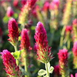 Growing Crimson Clover Cover Crop Seeds for Sale (5/25/50 lbs)