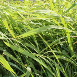 Japanese Millet Seed for Sale | Quick Growing Forage