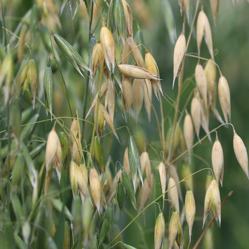 Spring Oats