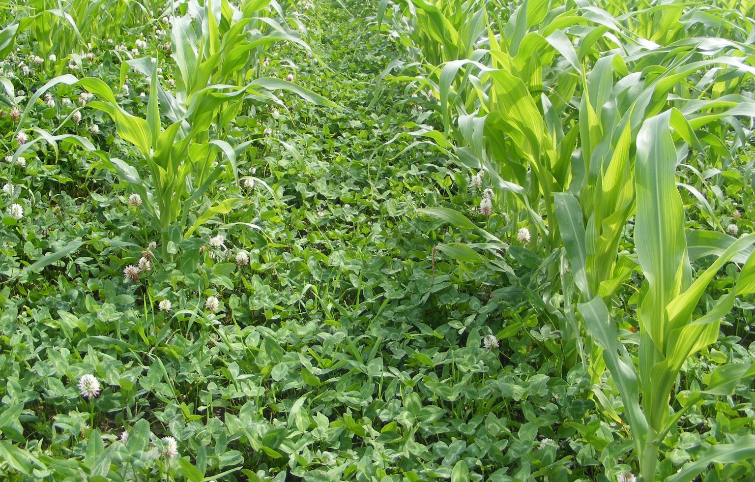 Interseeding Cover Crops In Corn Albert Lea Seed   Cover Crops In Corn Web 1536x980 