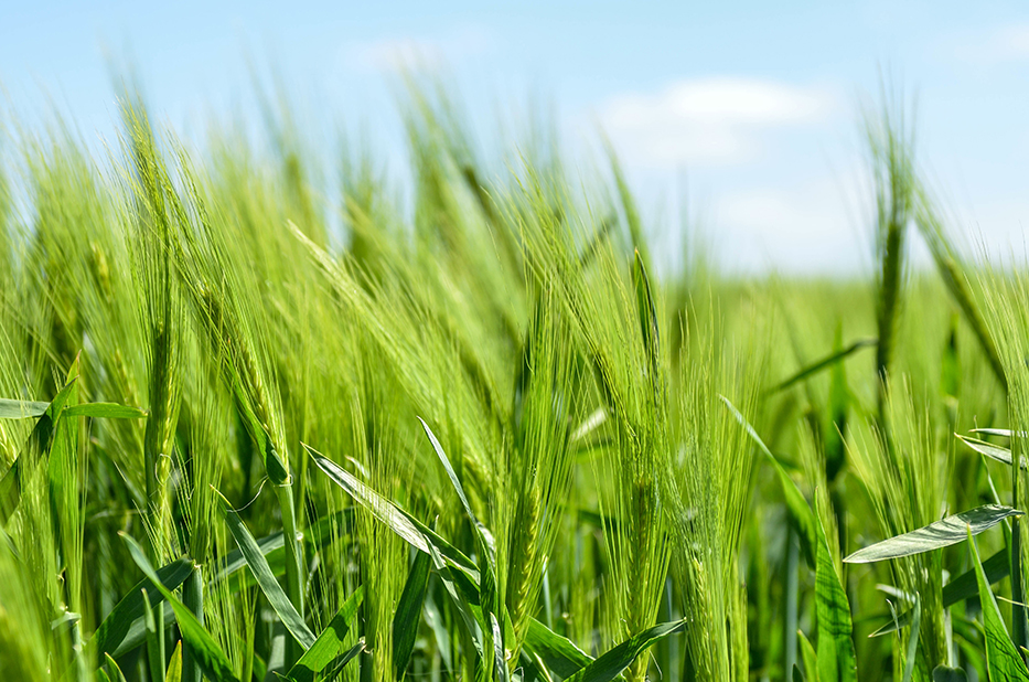 winter barley stand