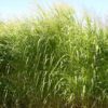 Sunburst Switchgrass (Panicum Virgatum) Seeds (4-6 Ft)