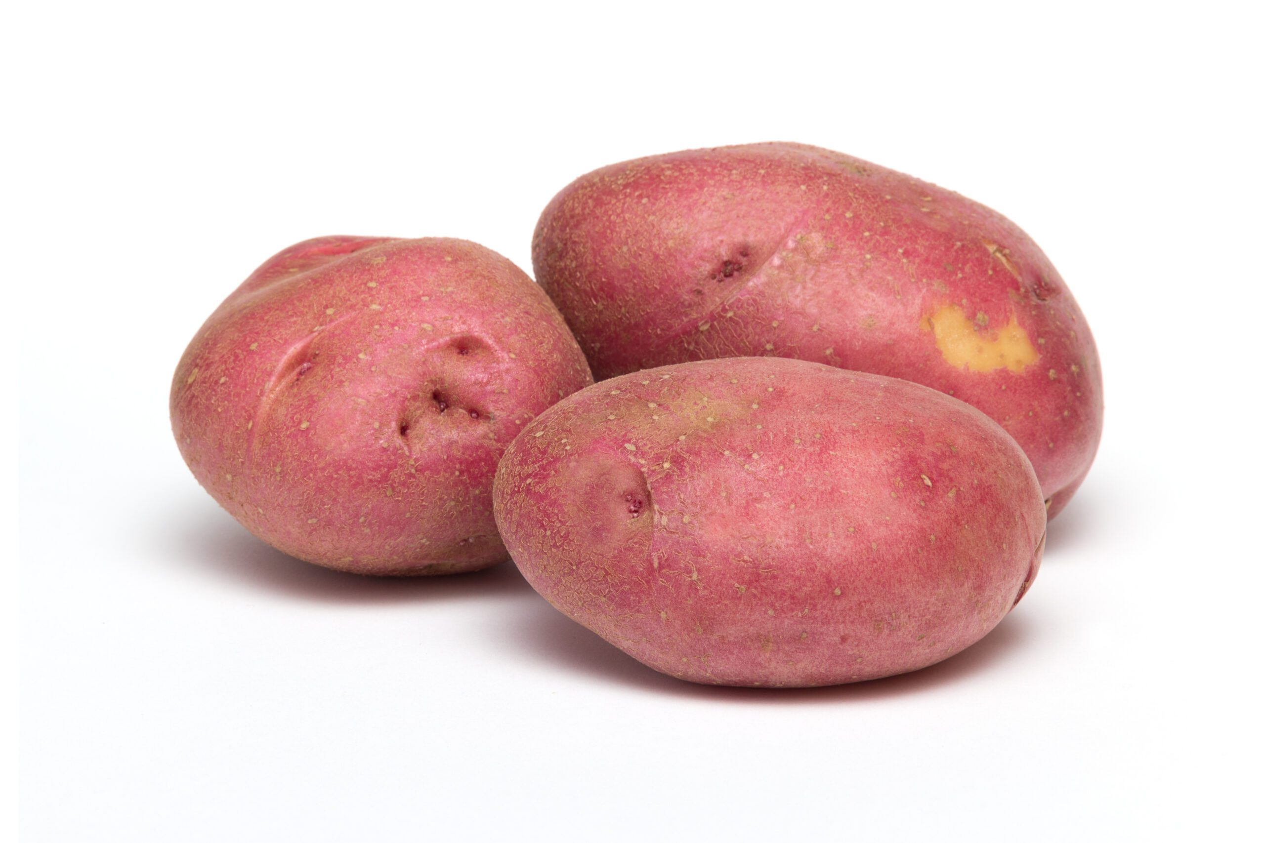 Red Pontiac Seed Potatoes For Planting – Non-GMO Garden Ready Tubers By CZ Grain