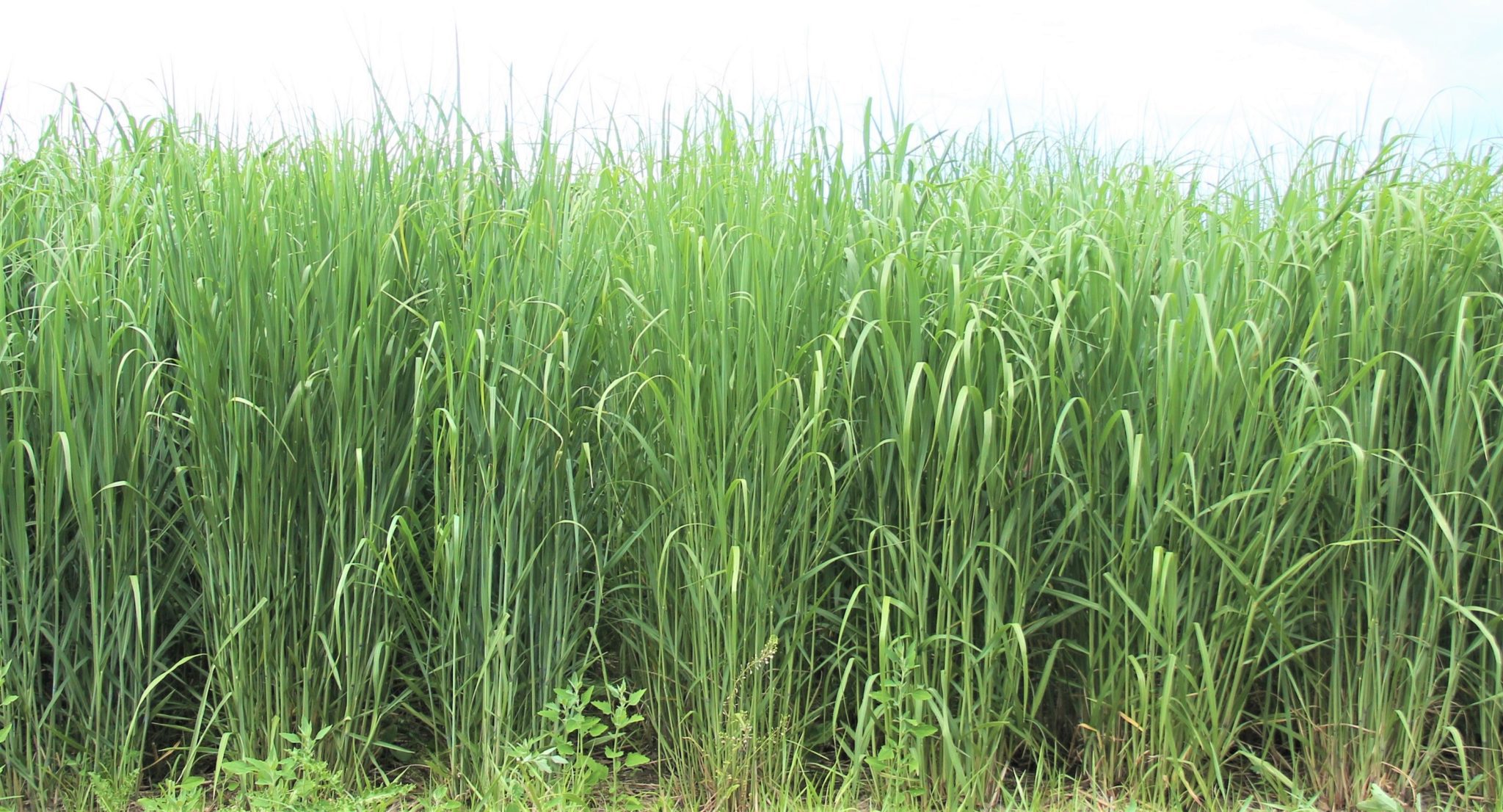 RC Big Rock Switchgrass Albert Lea Seed