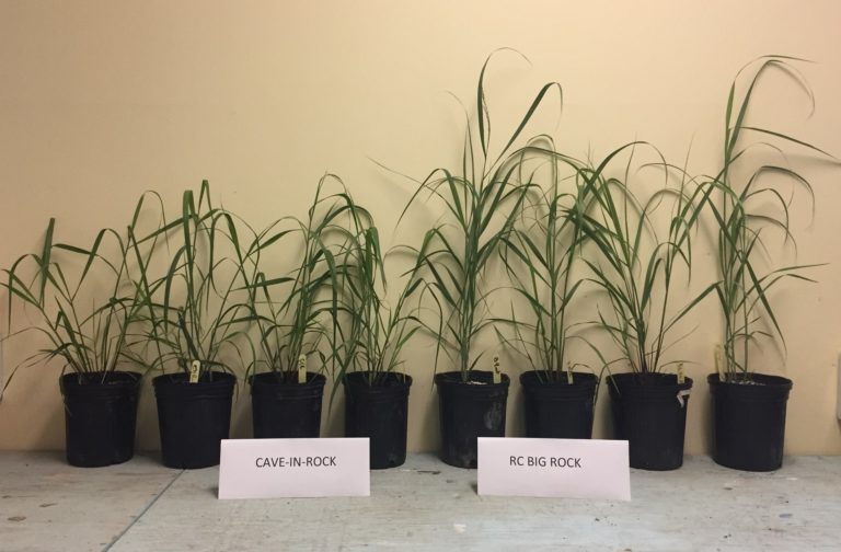 RC Big Rock Switchgrass Albert Lea Seed