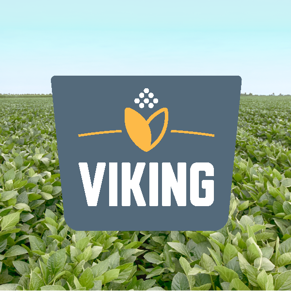 Viking soybeans