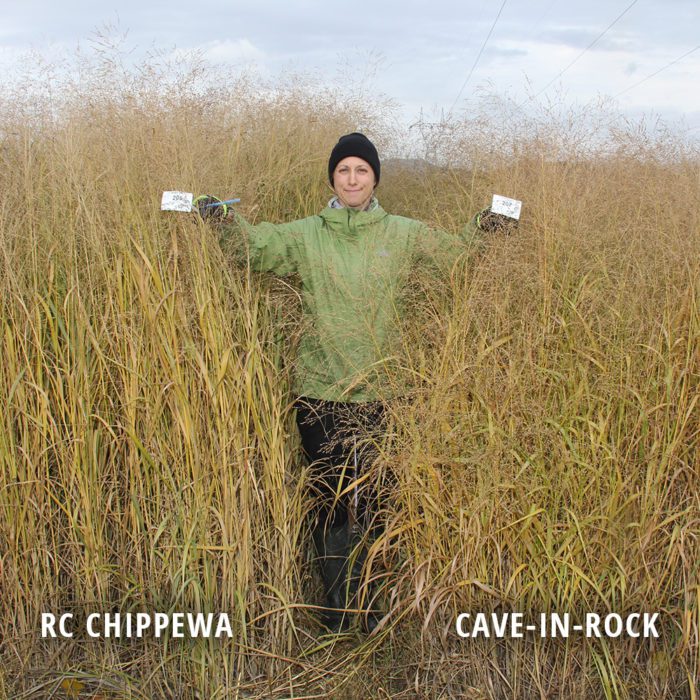 RC Chippewa Switchgrass Plant Seeds Albert Lea Seed