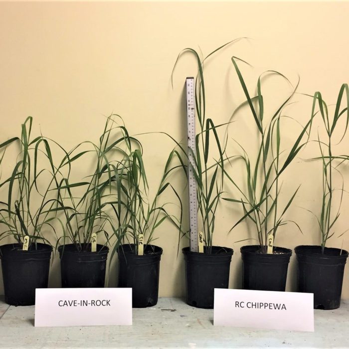 RC Chippewa Switchgrass Plant Seeds Albert Lea Seed