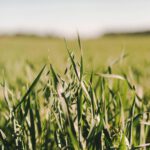 oats growing in field