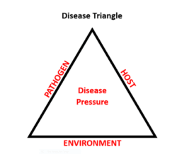 disease triangle for oats pressure