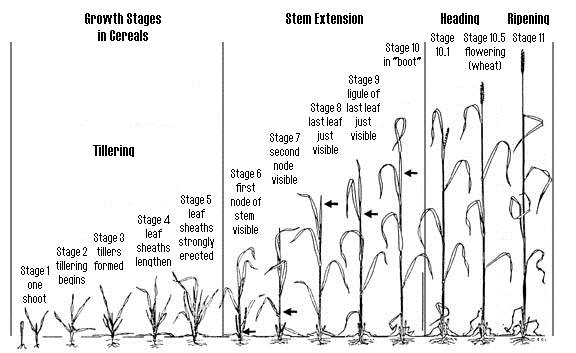 Basics of Fungicide Application in Oats | Albert Lea Seed