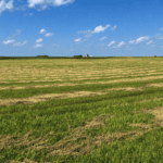 Swathing is an option for harvesting green stem oats.