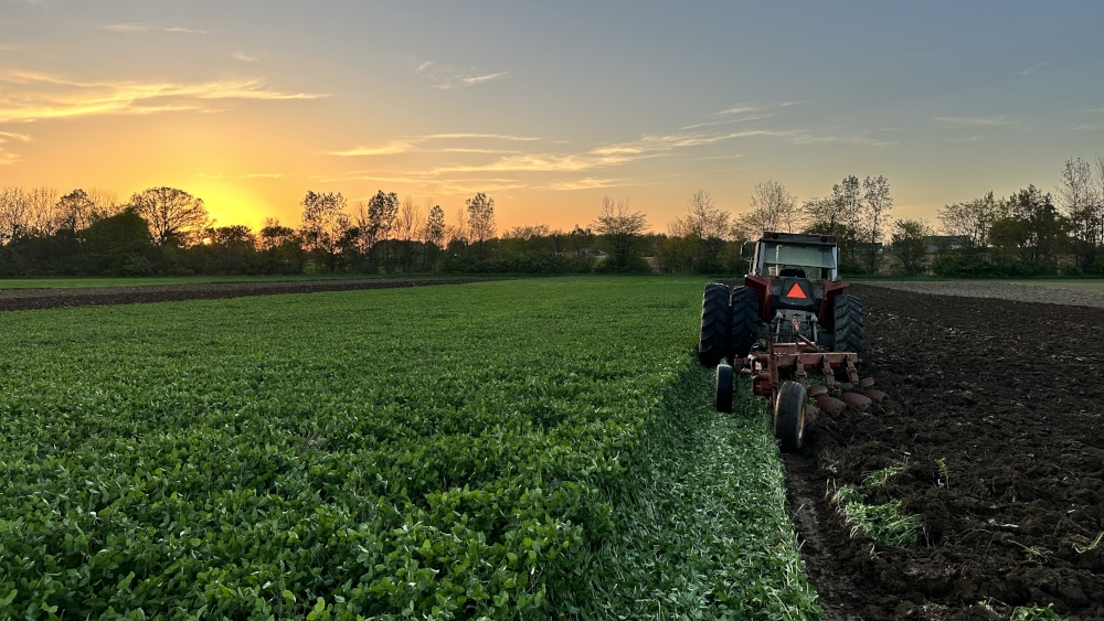 Red clover cover crop growing in an Ohio field at sunset, illustrating the long-term soil-building benefits of cover crop adoption.